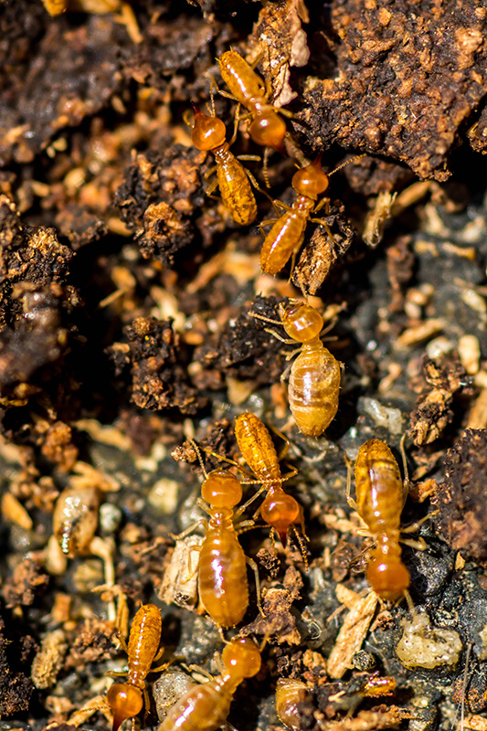 termites dans les habitations